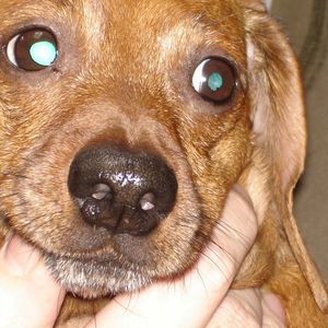 Meet your Posher, Sandie